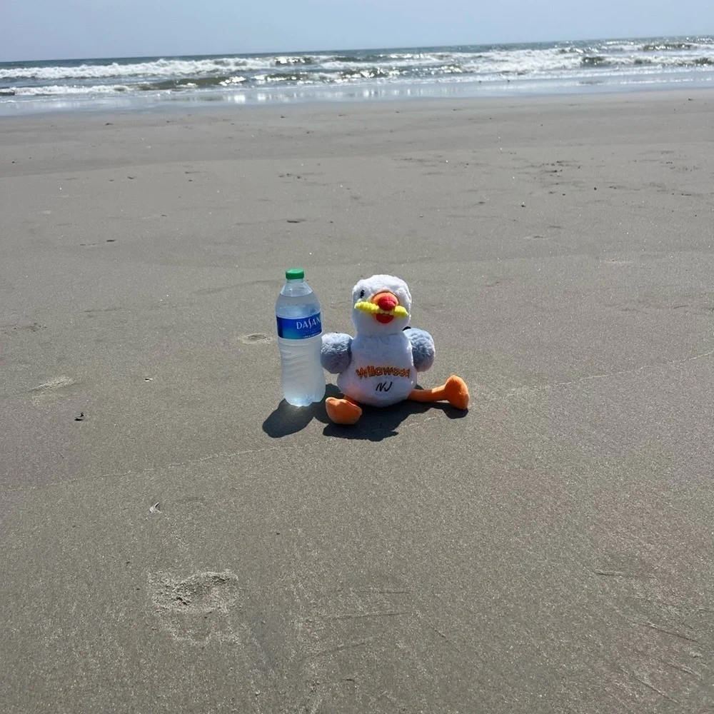 Seagull Plush Toy Wildwood NJ New Fry in his